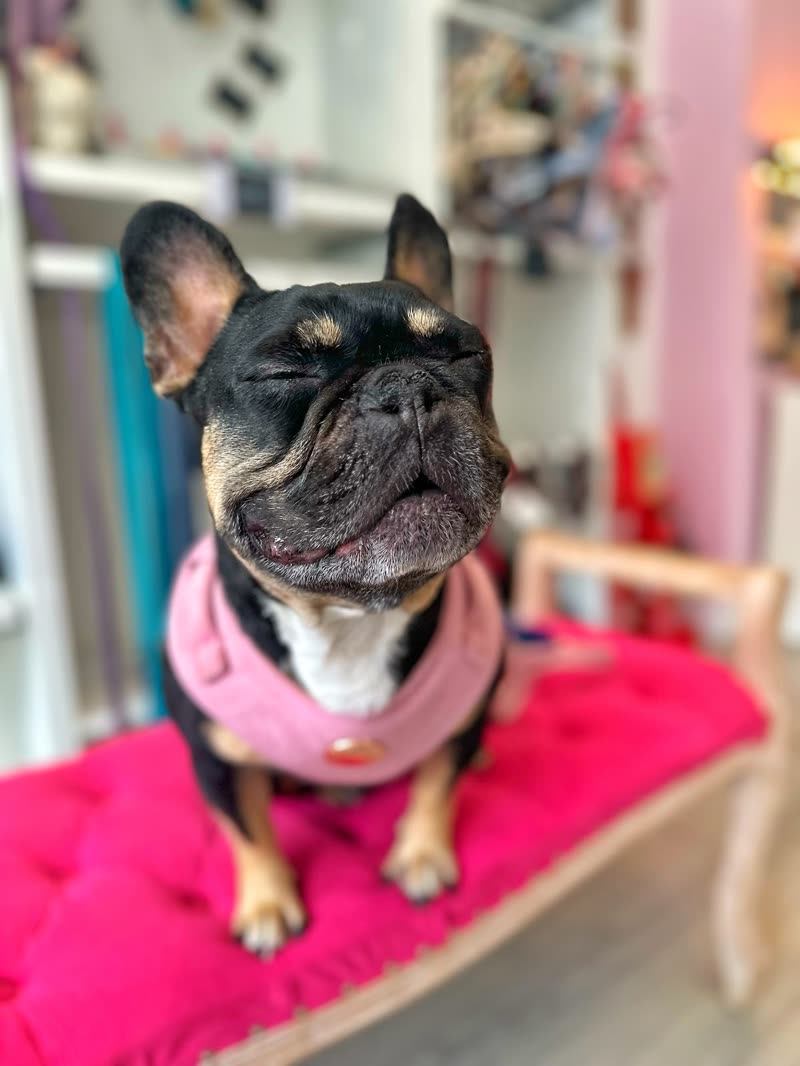 French bulldog in a pink harness on a bright pink bed inside the shop